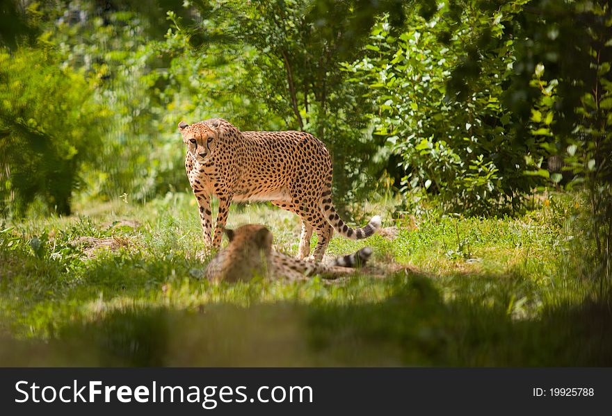 Two cheetah one lying another look at camera
