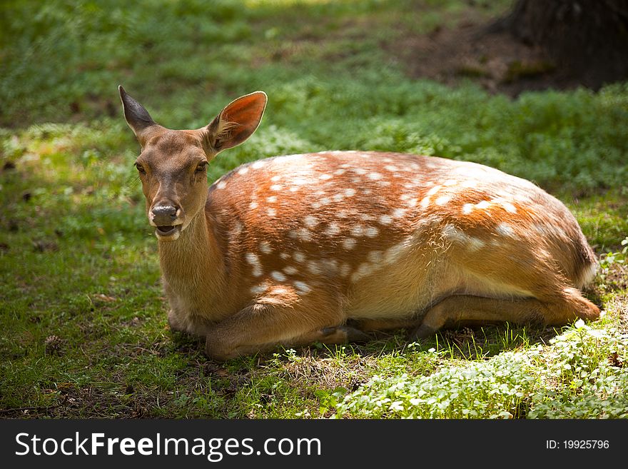 Young dotted deer lying on grass