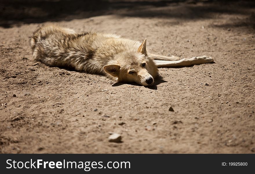 White wolf lying on ground