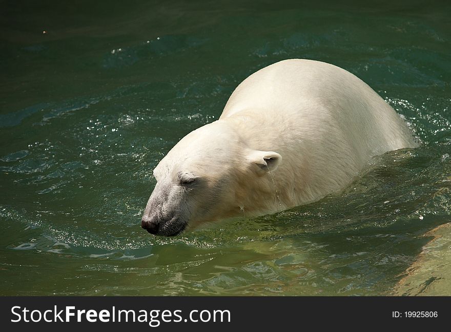 White bear swim in water