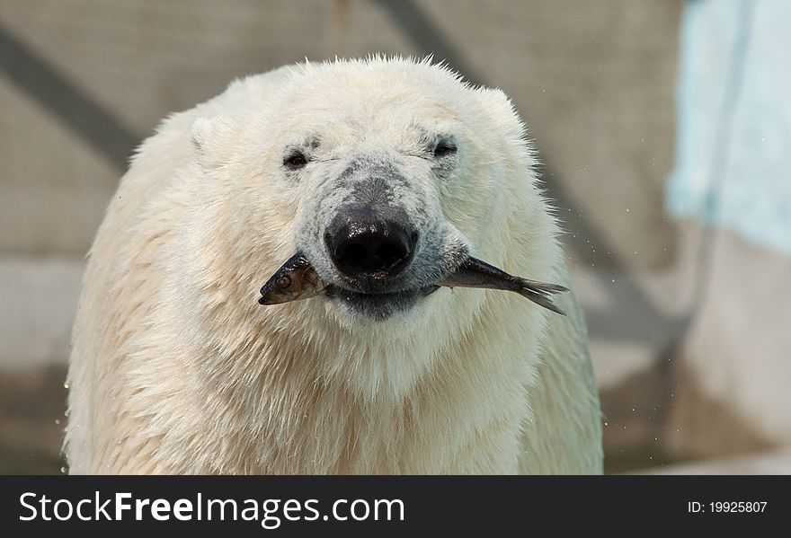 White bear hold fish in jaws