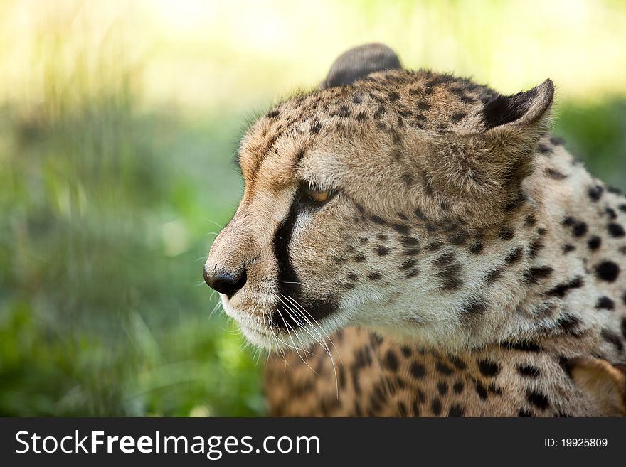 Cheetah head side close up portrait