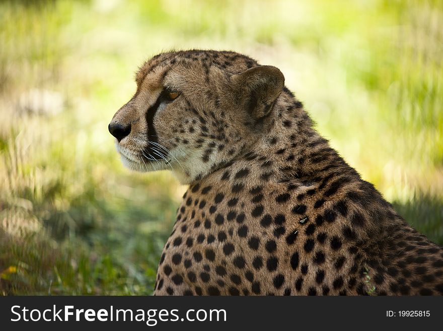 Cheetah head side close up portrait