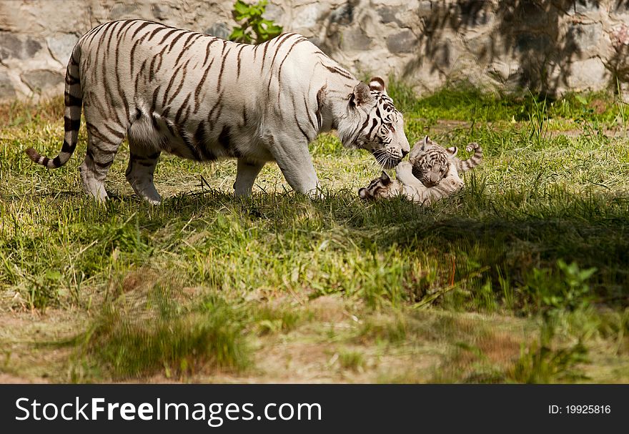 White tiger with her baby animals