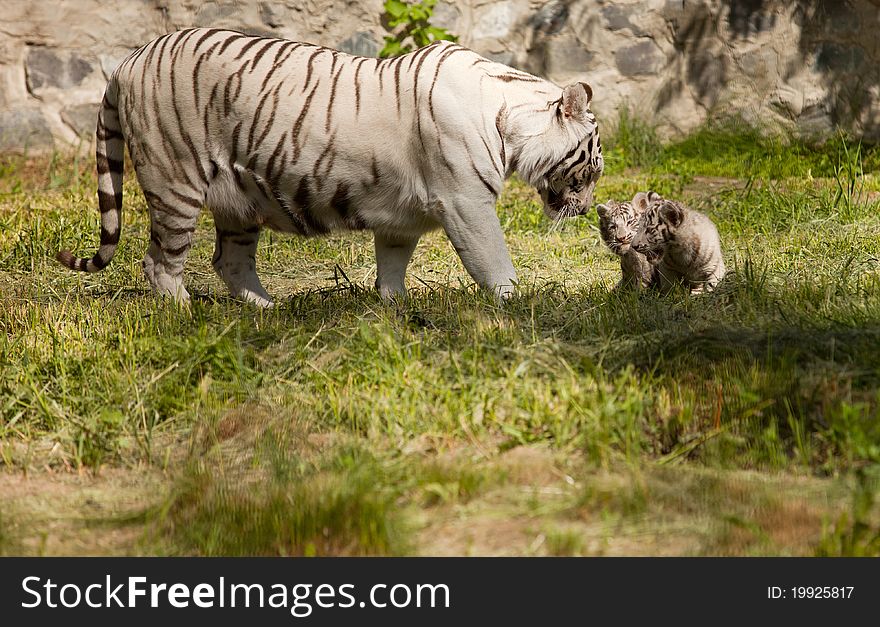 White tiger with her baby animals