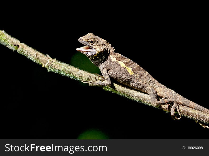 A lizard stay on branch at night