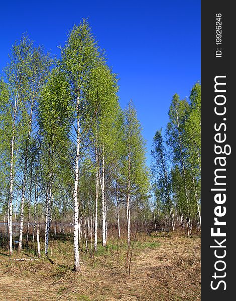 Birch wood among the dry grass