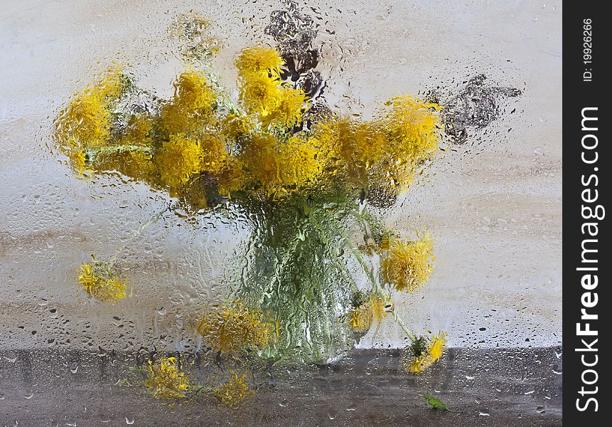 Bouquet of dandelions after wet glass. Bouquet of dandelions after wet glass