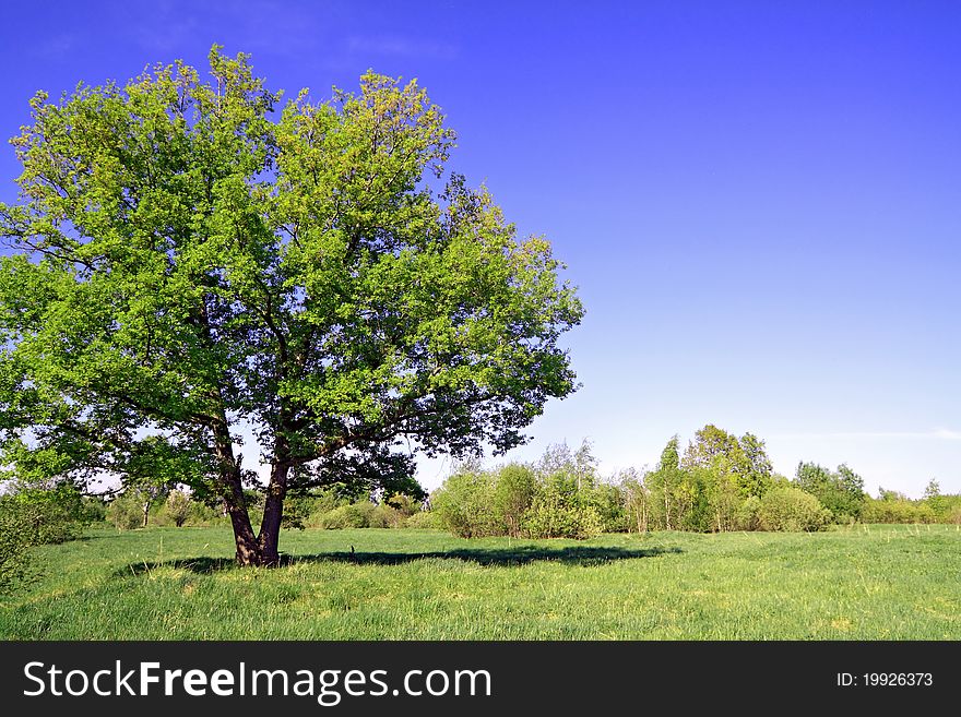 Green oak on summer field