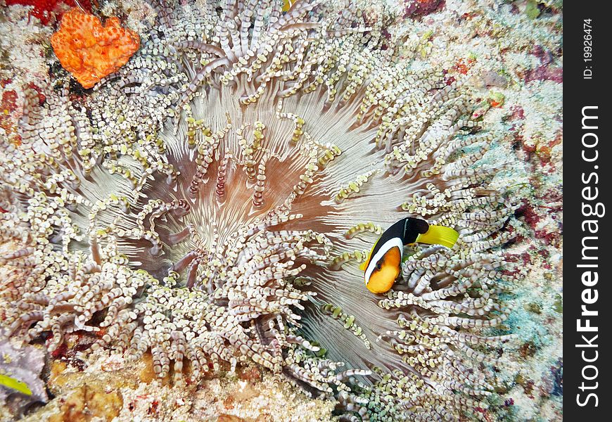 Clown Fish and maldivian anemone