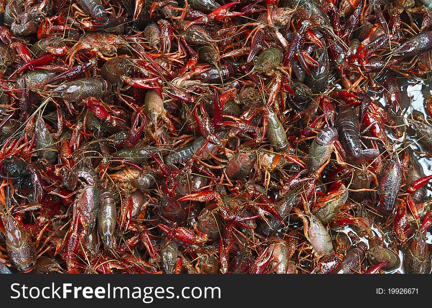 A bunch of live crawfish getting ready for the pot. A bunch of live crawfish getting ready for the pot.