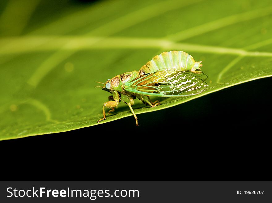 A cicadas stay on plant