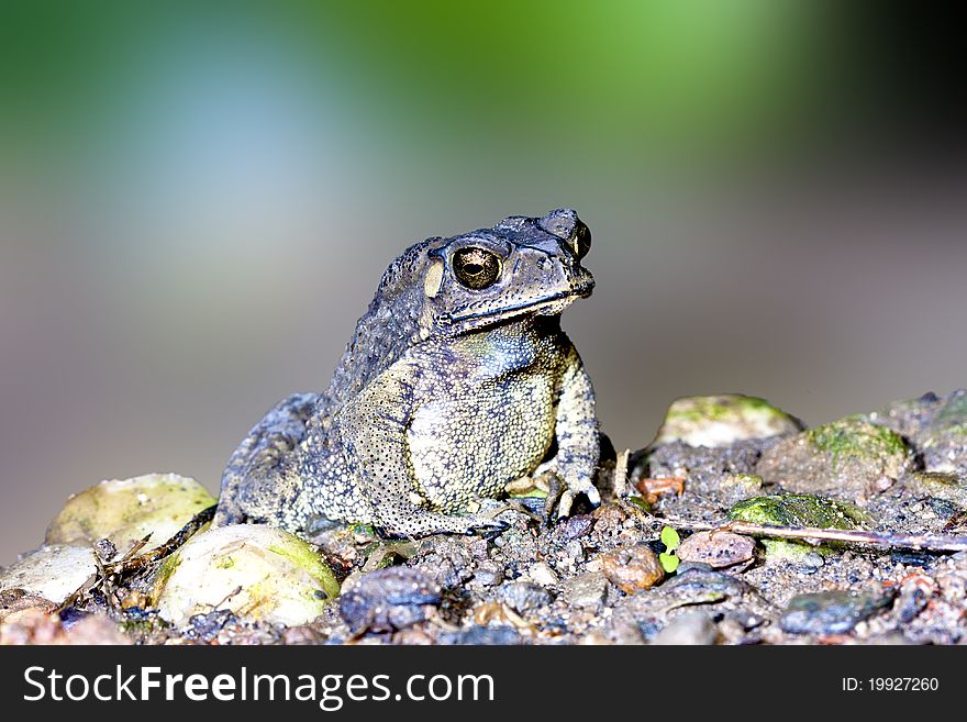 A toad rest on ground at night in summer. A toad rest on ground at night in summer