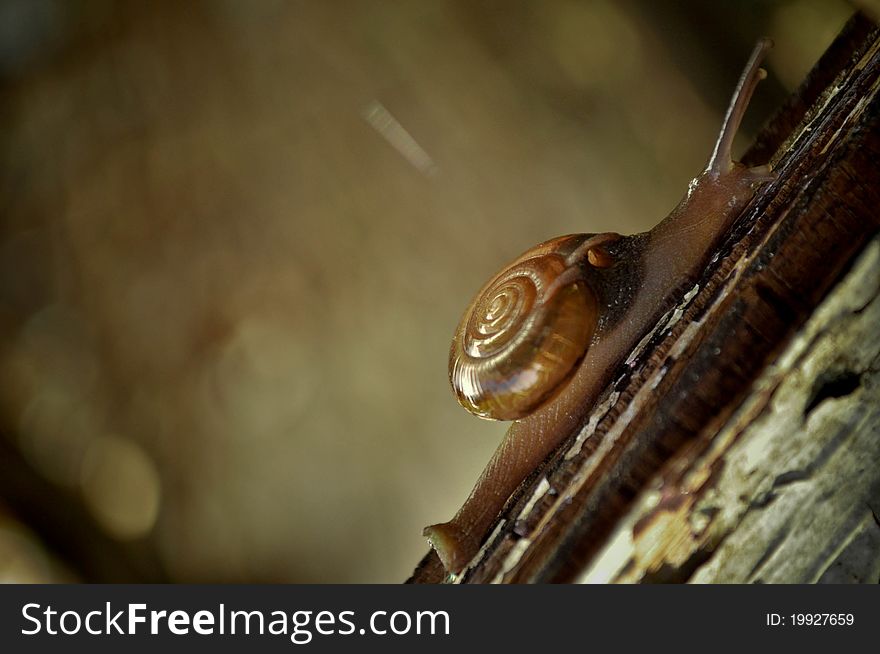 Snail Climbing A Wooden Fence