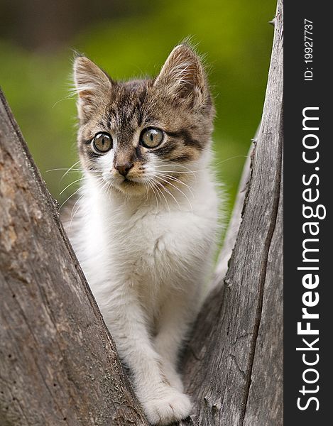 Cute little kitten climbed on a tree .