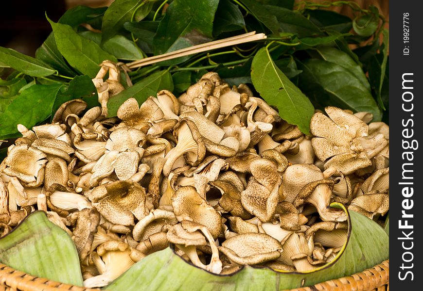 Mushroom on wicker in market
