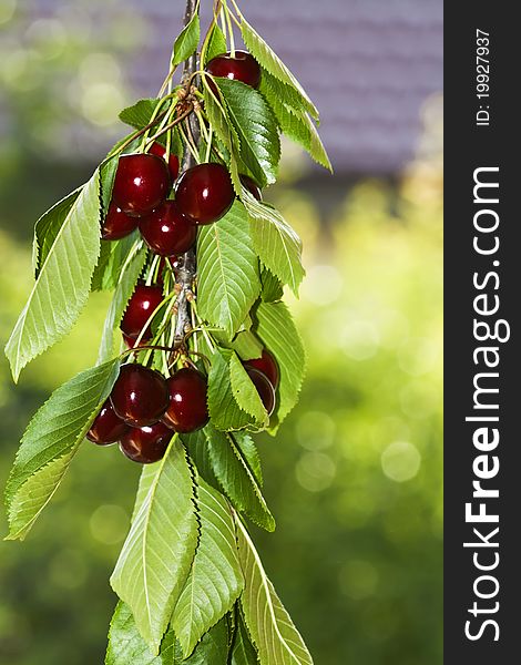 Red and sweet cherries on a branch before harvest in early summer. Red and sweet cherries on a branch before harvest in early summer