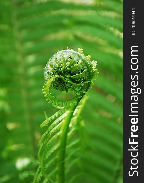 Young curly fern on blurred green background