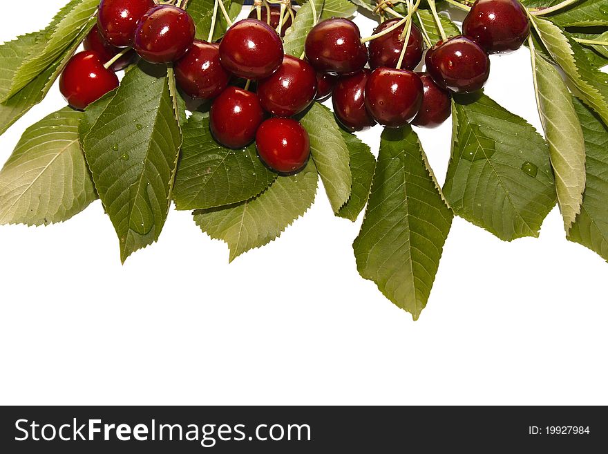 Red and sweet cherries on a branch isolated on white. Red and sweet cherries on a branch isolated on white