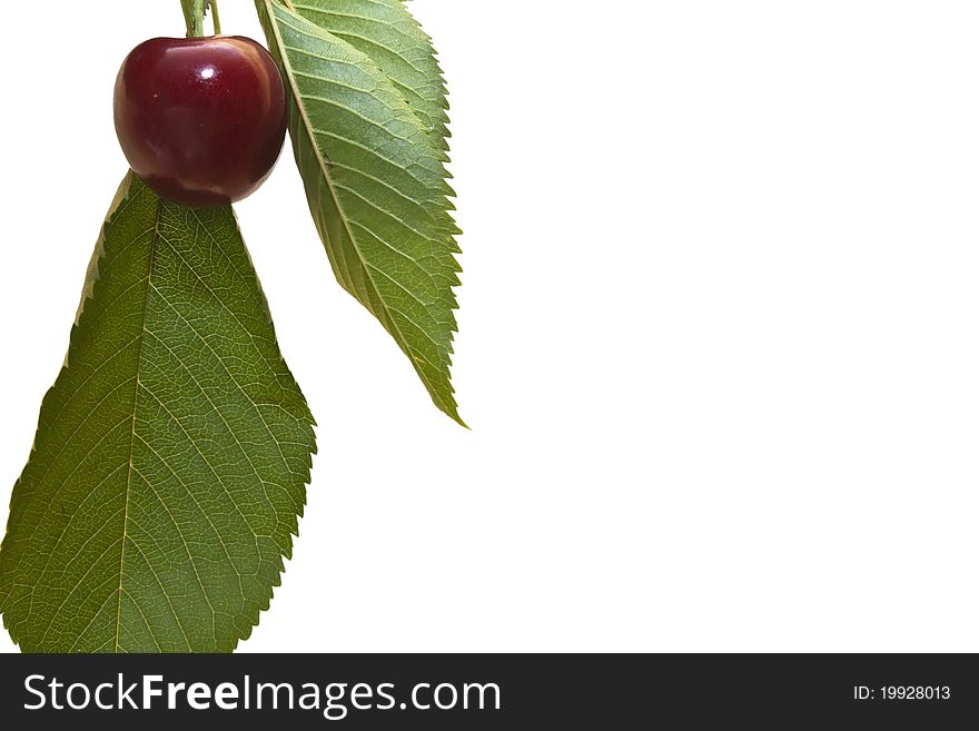 Red and sweet cherries on a branch isolated on white. Red and sweet cherries on a branch isolated on white