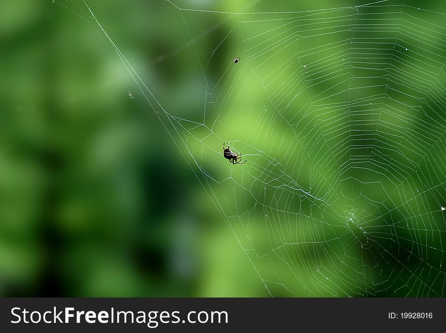 Two spiders and the cobweb. Two spiders and the cobweb