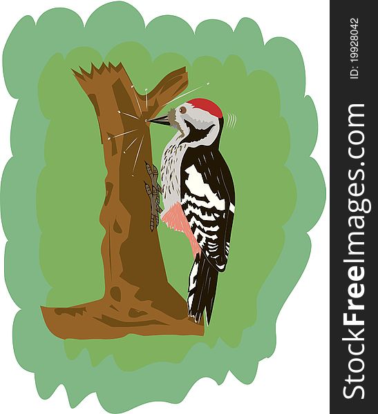 Woodpecker