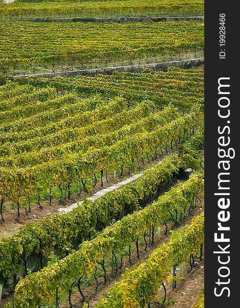 Cultivation of grapes on trellises. Cultivation of grapes on trellises