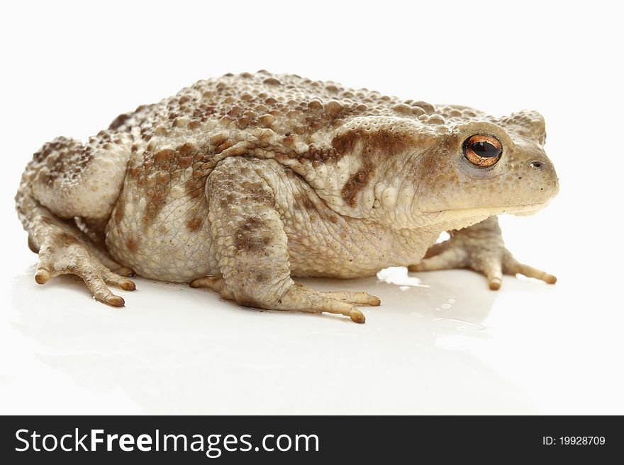 A brown toad on white background. A brown toad on white background
