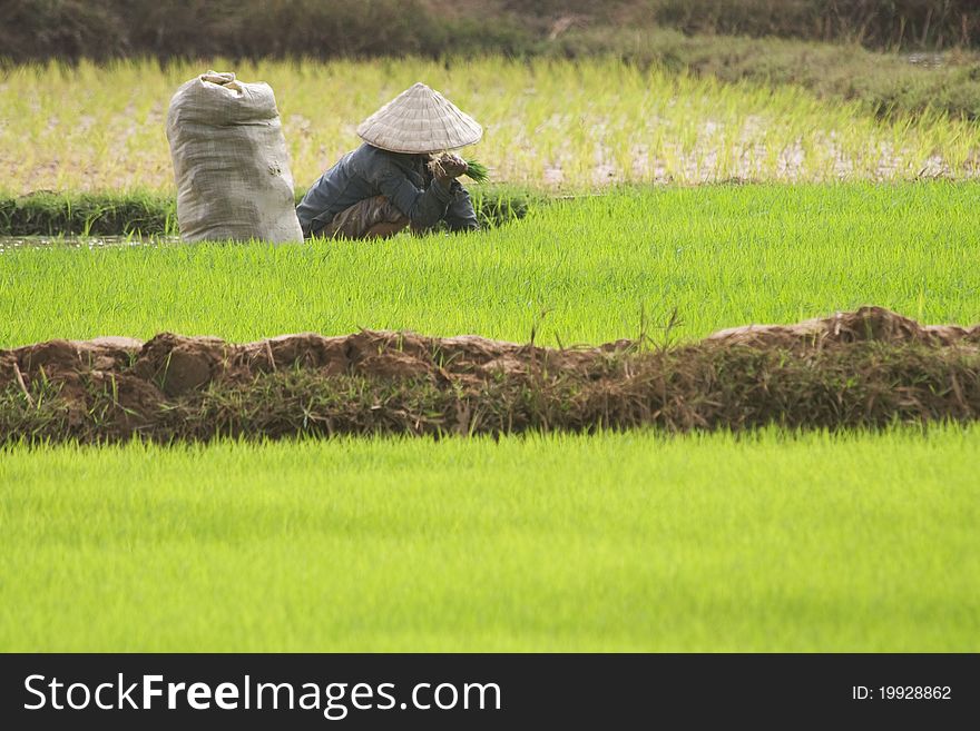 A young woman collect the rice plants in a jute bag. A young woman collect the rice plants in a jute bag