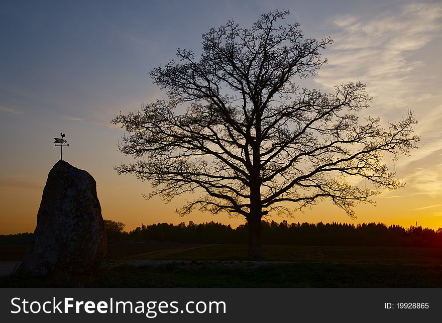 Sunset with lonely tree. Presented stone has a windflag. Sunset with lonely tree. Presented stone has a windflag