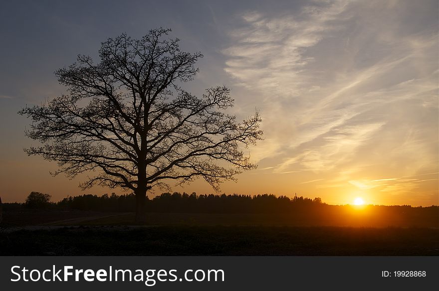 Sunset view in the field by a lonely tree. Sunset view in the field by a lonely tree