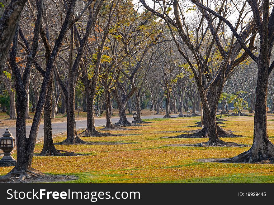 Beautiful autumn wayside trees in Thailand