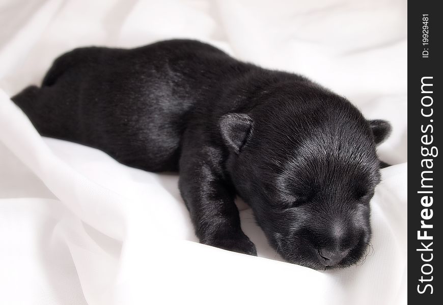 Scottish Terrier puppy