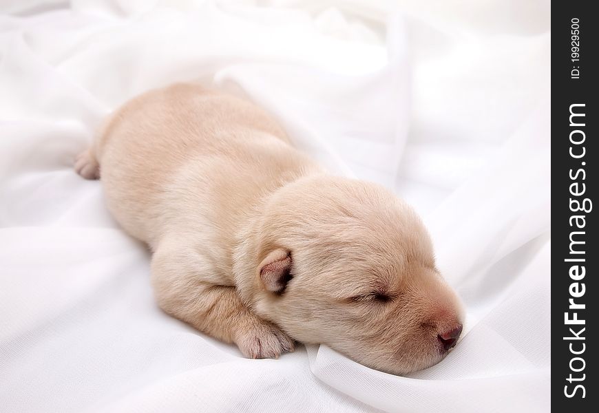 Sweet little wheaten Scottish Terrier puppy