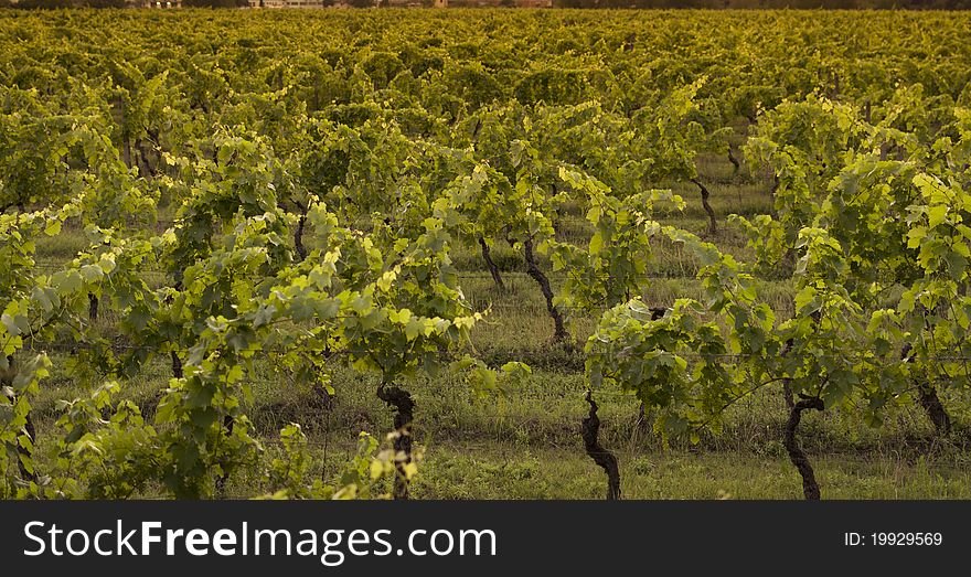 Growing Chianti vines