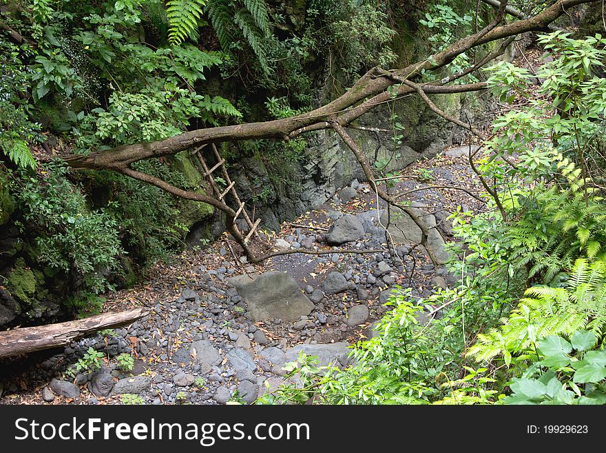 Dry river bed with a wooden ladder in the woods. Dry river bed with a wooden ladder in the woods