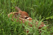 White-tailed Deer Fawn Royalty Free Stock Image White-tailed Deer Fawn Royalty Free Stock Image