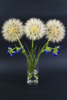 Beautiful Dandelions With Blue Wildflowers Stock Photos Beautiful Dandelions With Blue Wildflowers Stock Photos