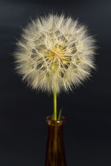 Beautiful Dandelion With Water Drops Royalty Free Stock Photography Beautiful Dandelion With Water Drops Royalty Free Stock Photography