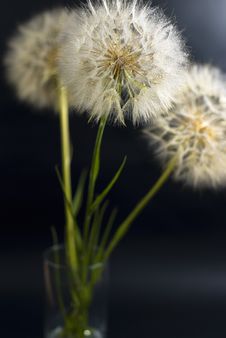 Beautiful Dandelions Stock Images