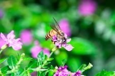 Bee Pollination Royalty Free Stock Photos