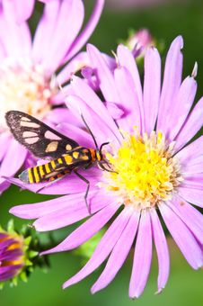 Nature Insect Pollination Stock Photo