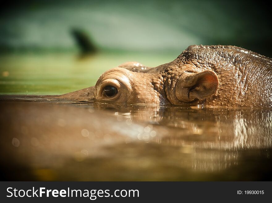 Hippo open its eye in water