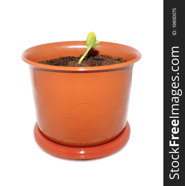 Green sprout in the flower pot, isolated