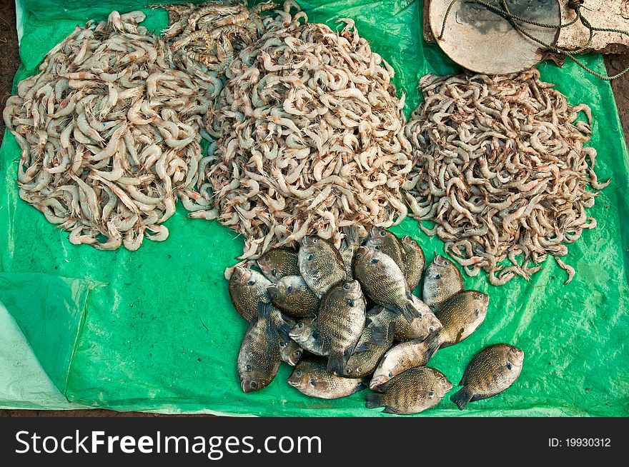 Small fishes and variety of shrimps for sale at a street side fish market in India