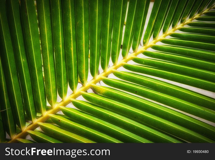 Close up view of nice green palm leaf on white back