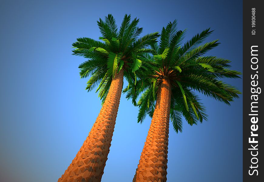 Palm tree - low angle. This is a3d render illustration