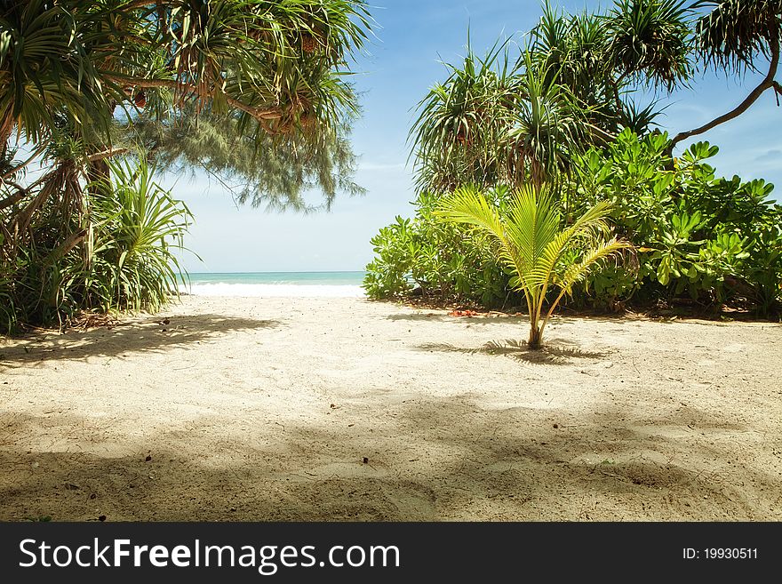 Fragment like View of nice tropical coast with some palm. Fragment like View of nice tropical coast with some palm