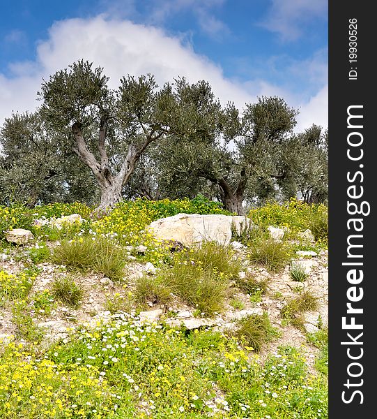 Along Lebanon hills, lies many olive trees along with rich vegetation that surrounds. Along Lebanon hills, lies many olive trees along with rich vegetation that surrounds