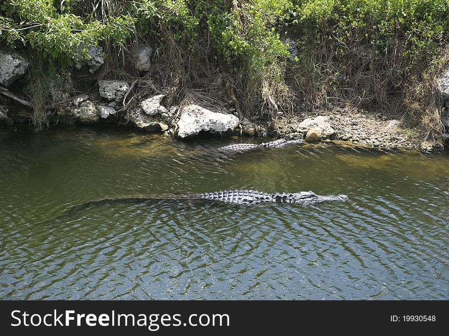 Florida alligator in a river in the everglades